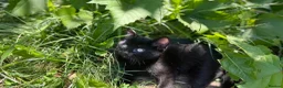 Mixed Breed cats for sale: Kittens - Advert 5