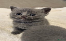 British Shorthair cats for sale: British Shorthair Kittens  - Image 7