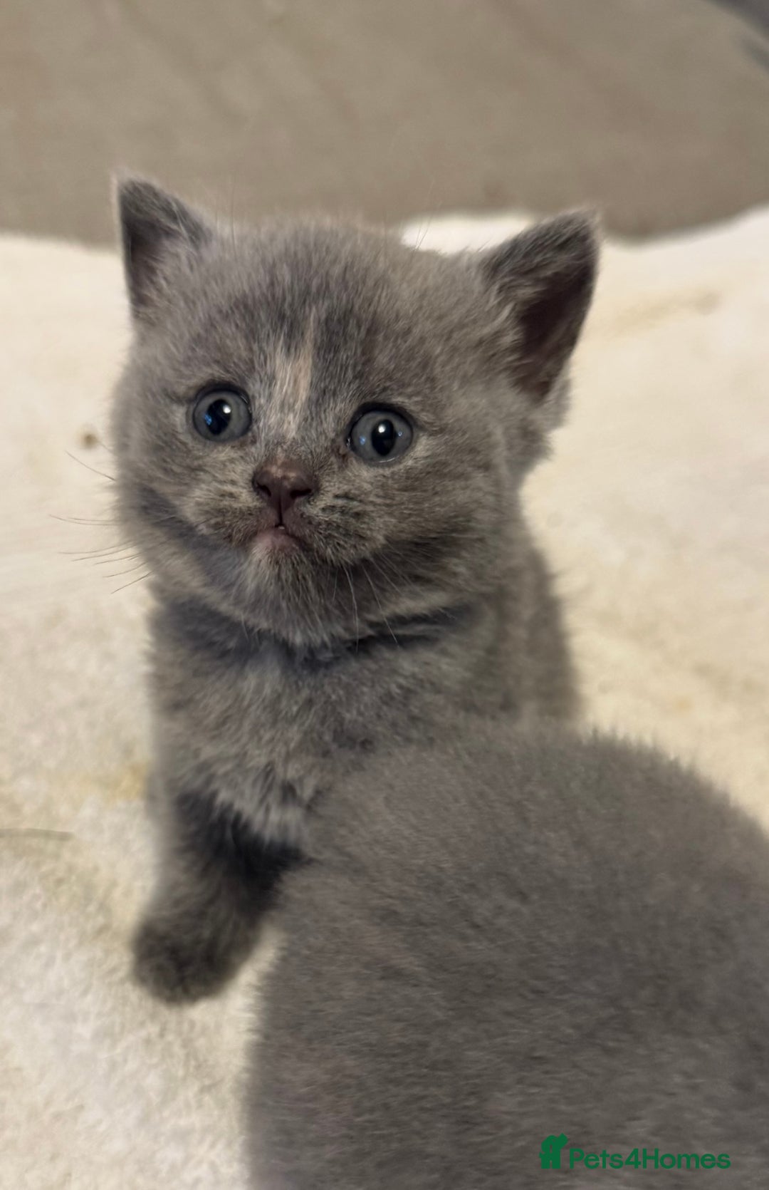 British Shorthair cats for sale: British Shorthair Kittens  - Image 7