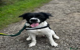 Mixed Breed dogs for sale: Large Female dog  - Image 3