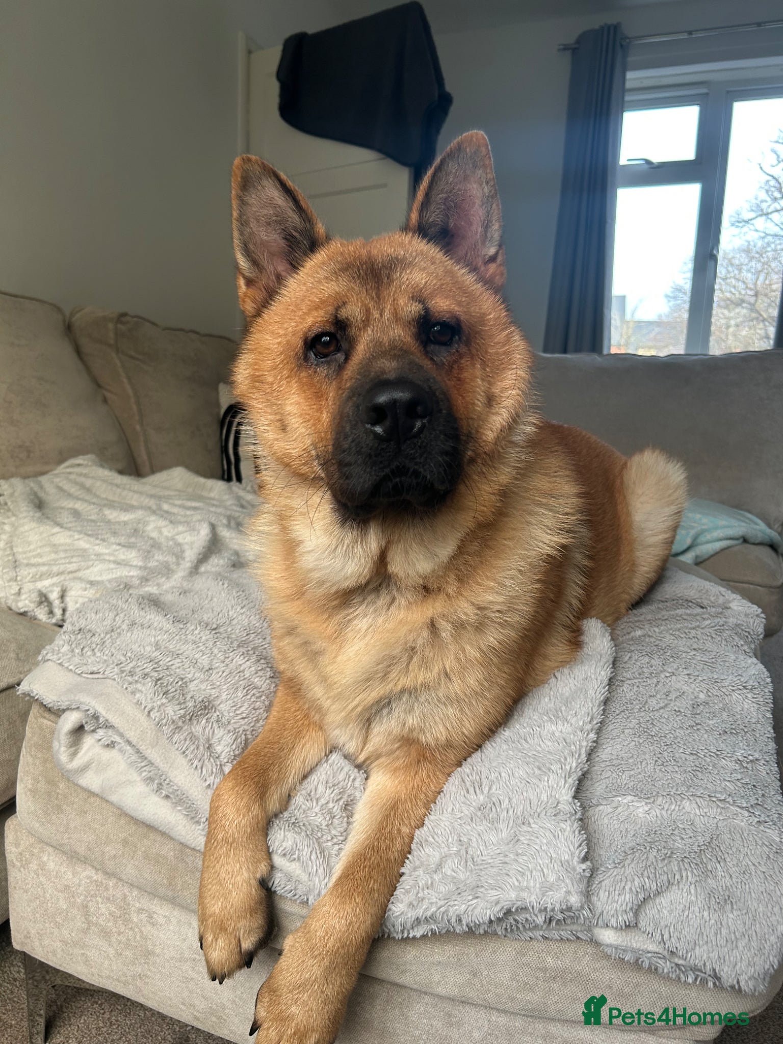 Mixed Breed dogs Bear  - Advert 2