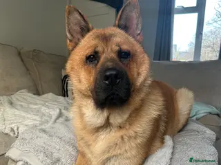 Mixed Breed dogs Bear - Advert 2