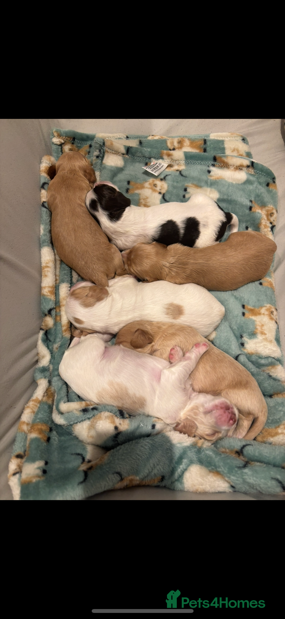 Cocker Spaniel dogs for sale: 5 beautiful working cocker spaniels 3 boys 2 girls - Image 5