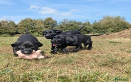 Labrador Retriever dogs for sale: Gorgeous black lab pups,FULLY HEALTH TEST PARENT - Image 5