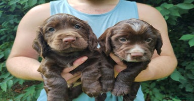 Cocker Spaniel dogs - Advert 14