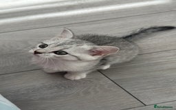 British Shorthair cats for sale: Male kitten - Image 1