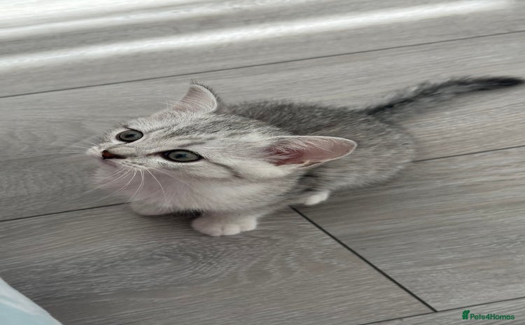 British Shorthair cats for sale - Advert 1