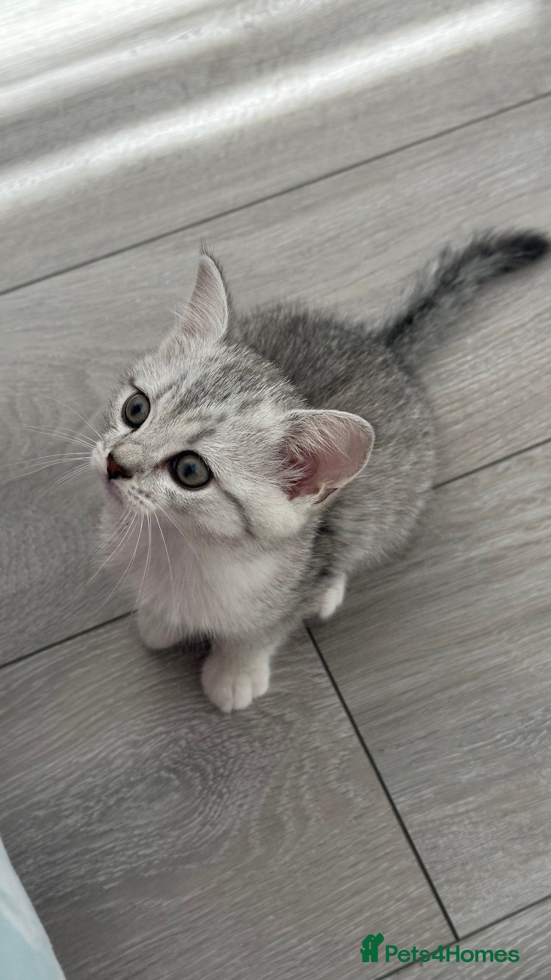 British Shorthair cats for sale: Male kitten - Image 1