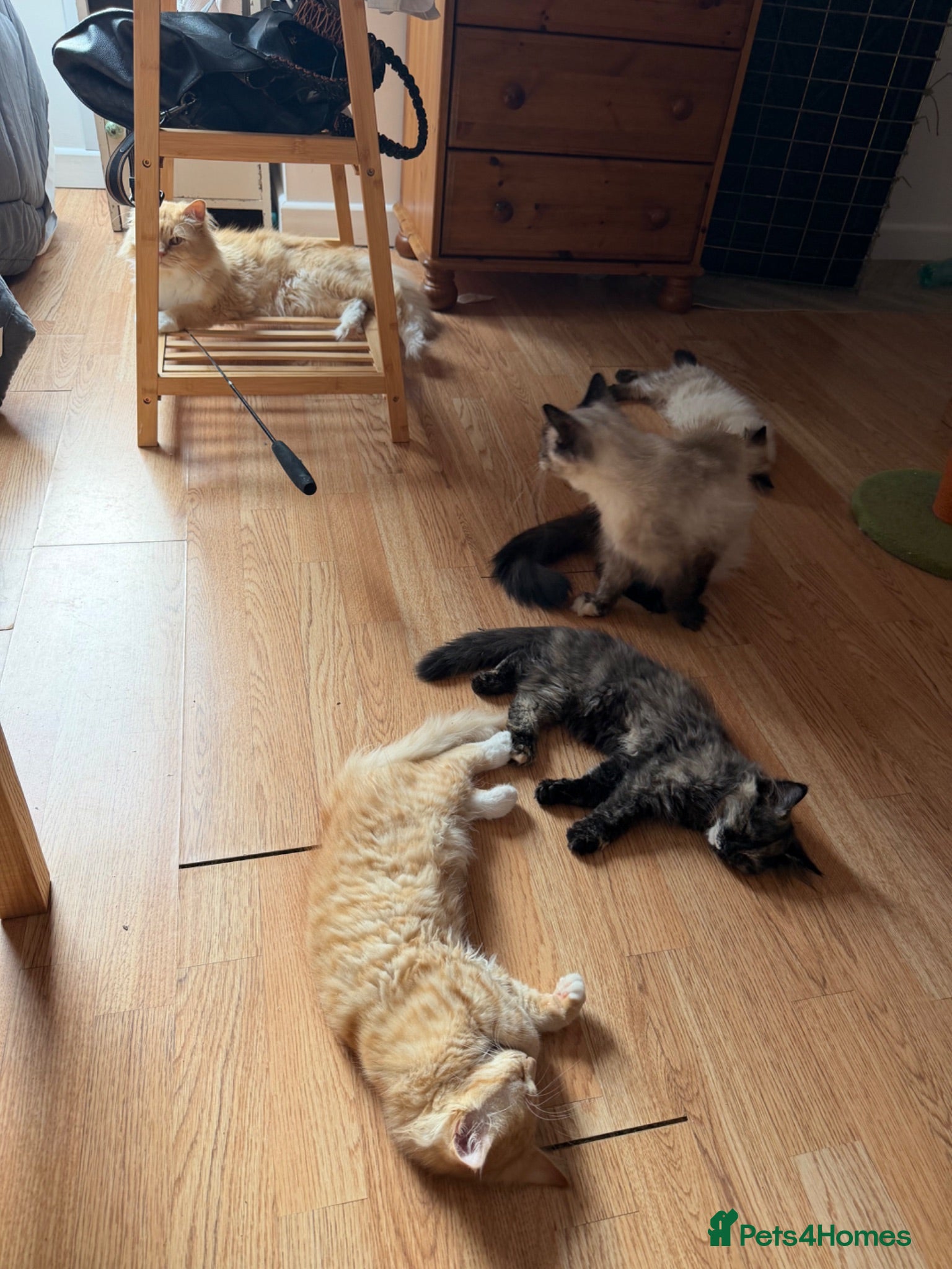 Mixed Breed cats Kittens for the best homes - Advert 2