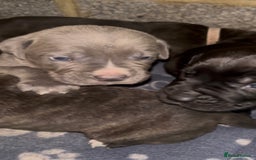 Cane Corso dogs for sale: Cane Corso first litter of puppies !! - Image 4