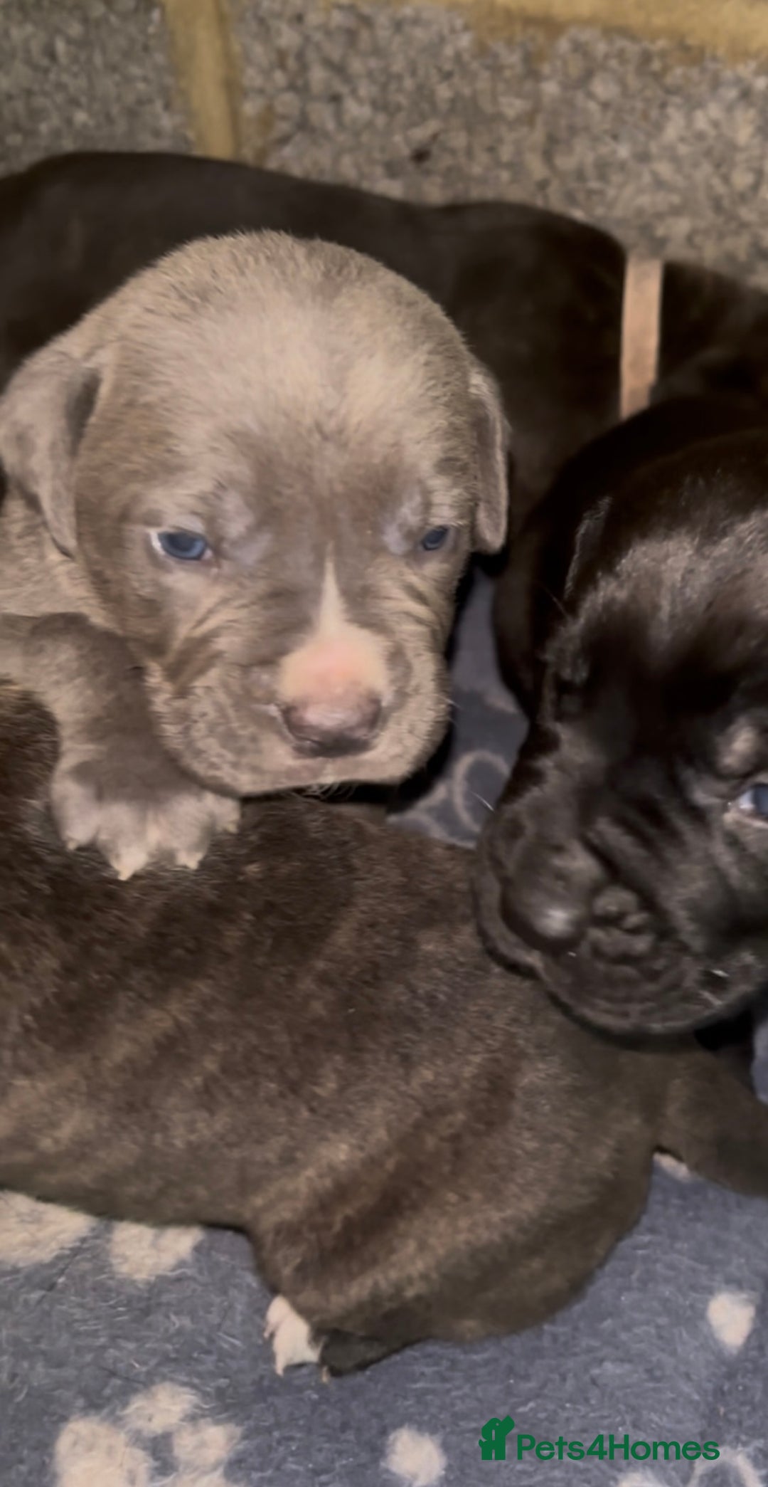 Cane Corso dogs for sale: Cane Corso first litter of puppies !! - Image 4