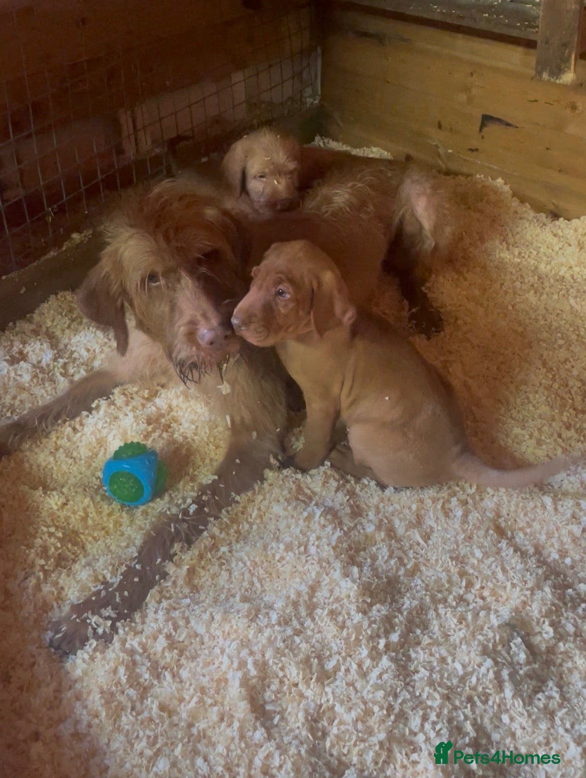 Hungarian Vizsla dogs for sale: 🐶 Beautiful Wired Haired Hungarian Visla Puppies - Advert 1