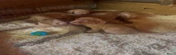 Hungarian Vizsla dogs for sale: 🐶 Beautiful Wired Haired Hungarian Visla Puppies in Saint Helens - Advert 1