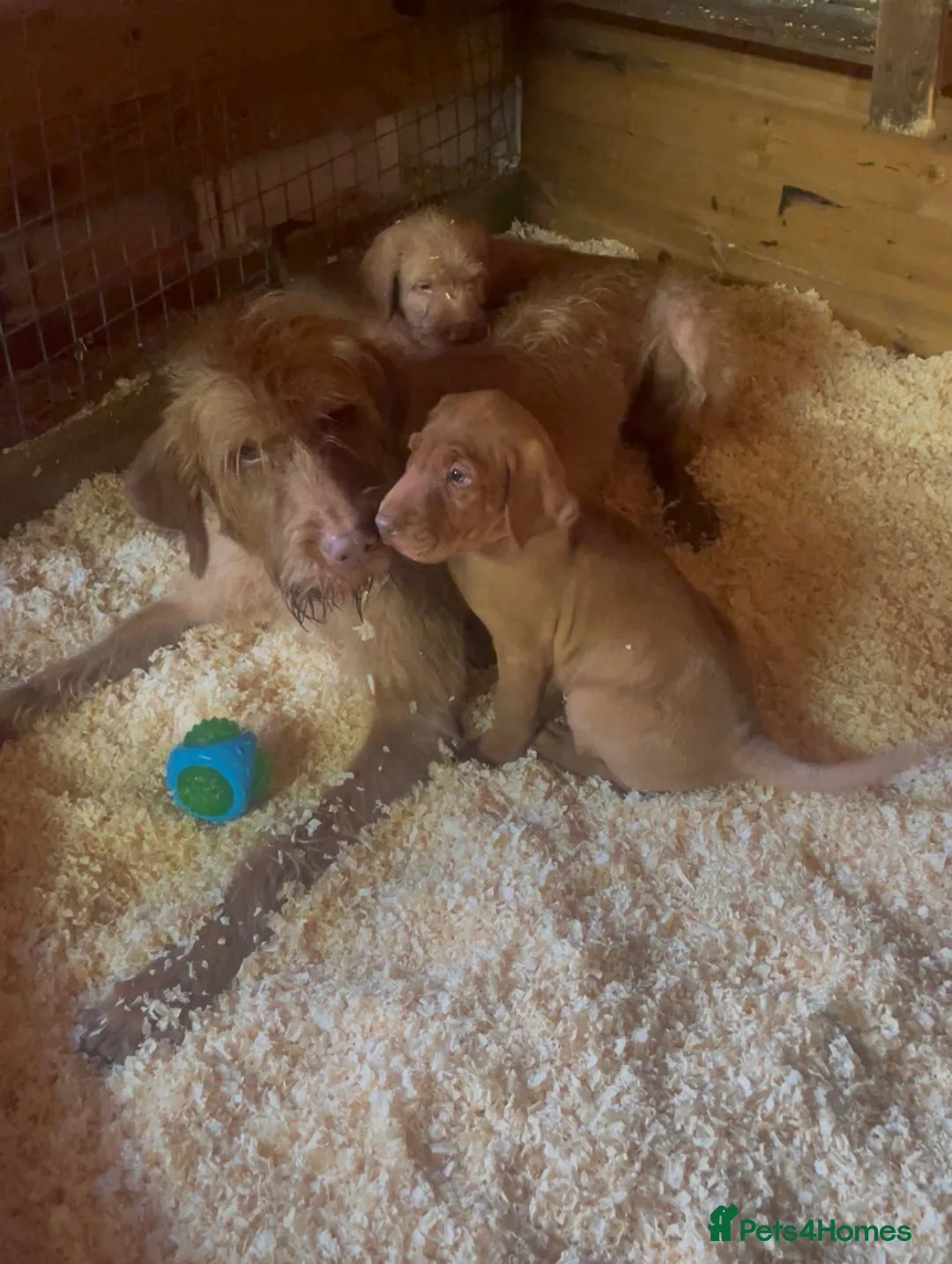 Hungarian Vizsla dogs for sale: 🐶 Beautiful Wired Haired Hungarian Visla Puppies in Saint Helens - Advert 1