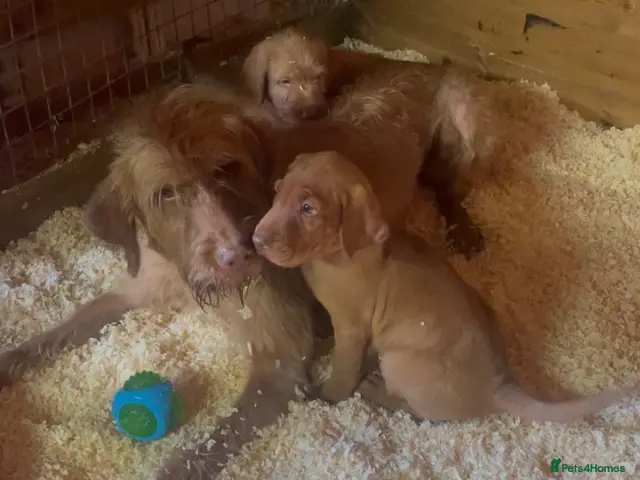 Hungarian Vizsla dogs for sale: 🐶 Beautiful Wired Haired Hungarian Visla Puppies - Advert 1