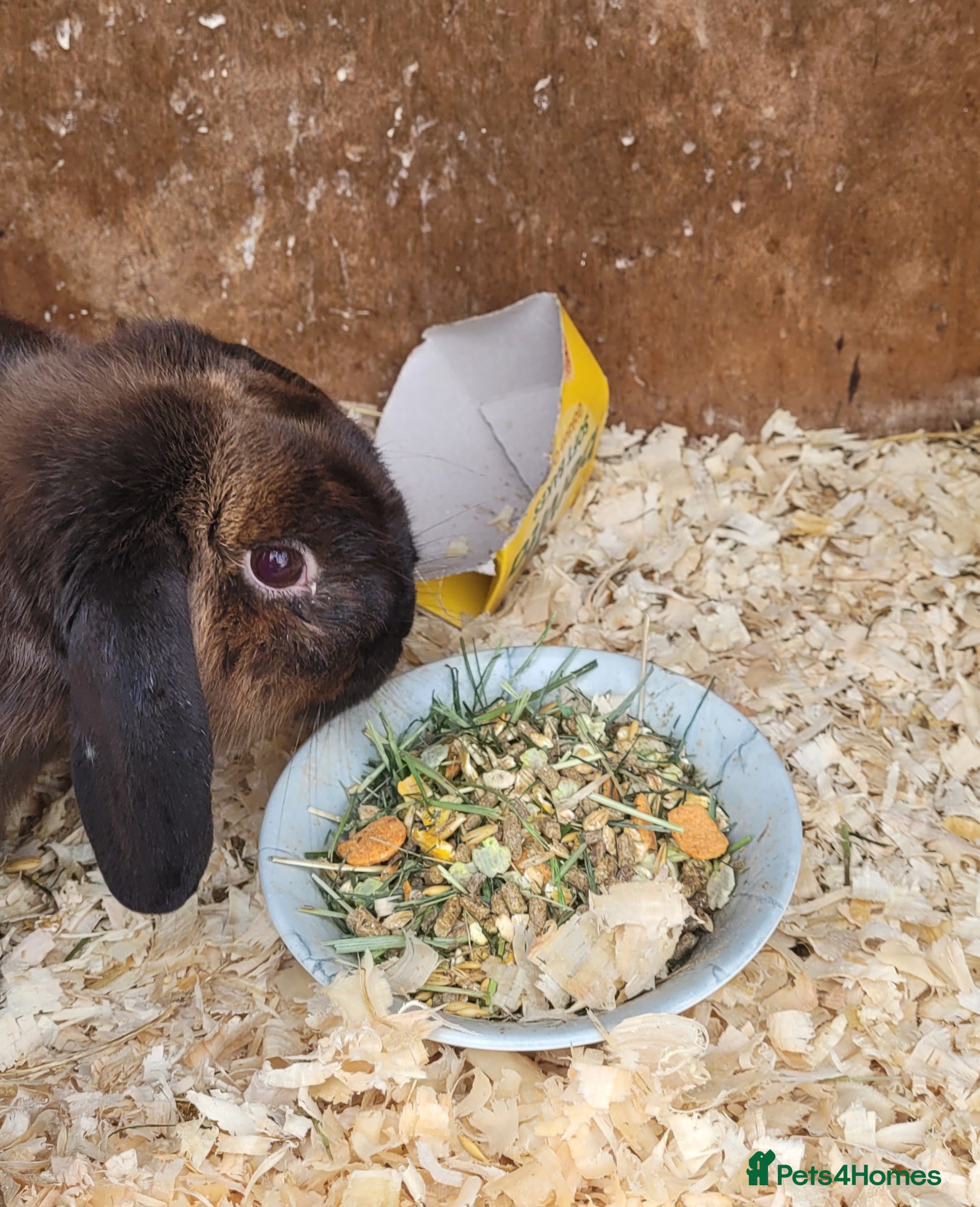 Mixed Breed rabbits 'Dash' Belgian Hare x Lop - Advert 2