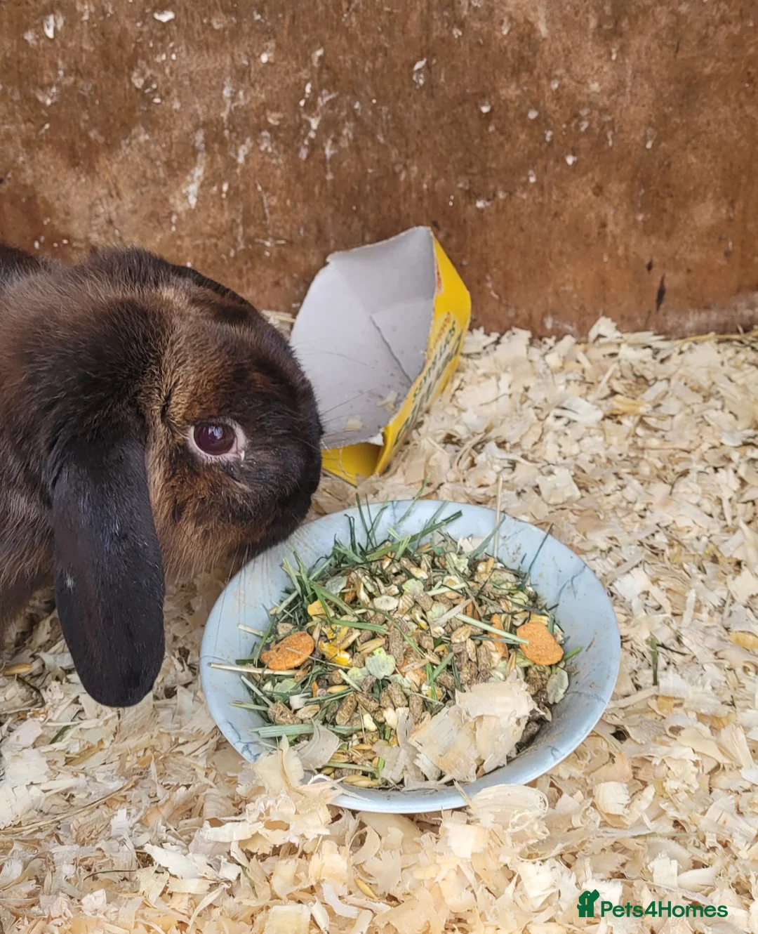 Mixed Breed rabbits for sale: 'Dash' Belgian Hare x Lop - Advert 1