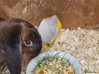 Mixed Breed rabbits 'Dash' Belgian Hare x Lop - Advert 1