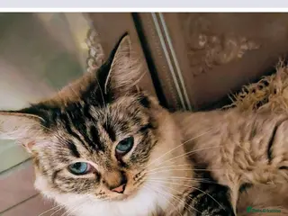 Ragdoll cats 3 little princess waiting for you - Advert 2