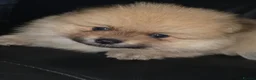 Pomeranian dogs for sale: Absolutely  stunning pomeranian  puppies  - Advert 15