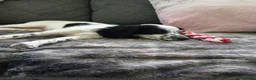 Cockapoo dogs for adoption: F2 cockapoo  in Sheffield - Advert 3