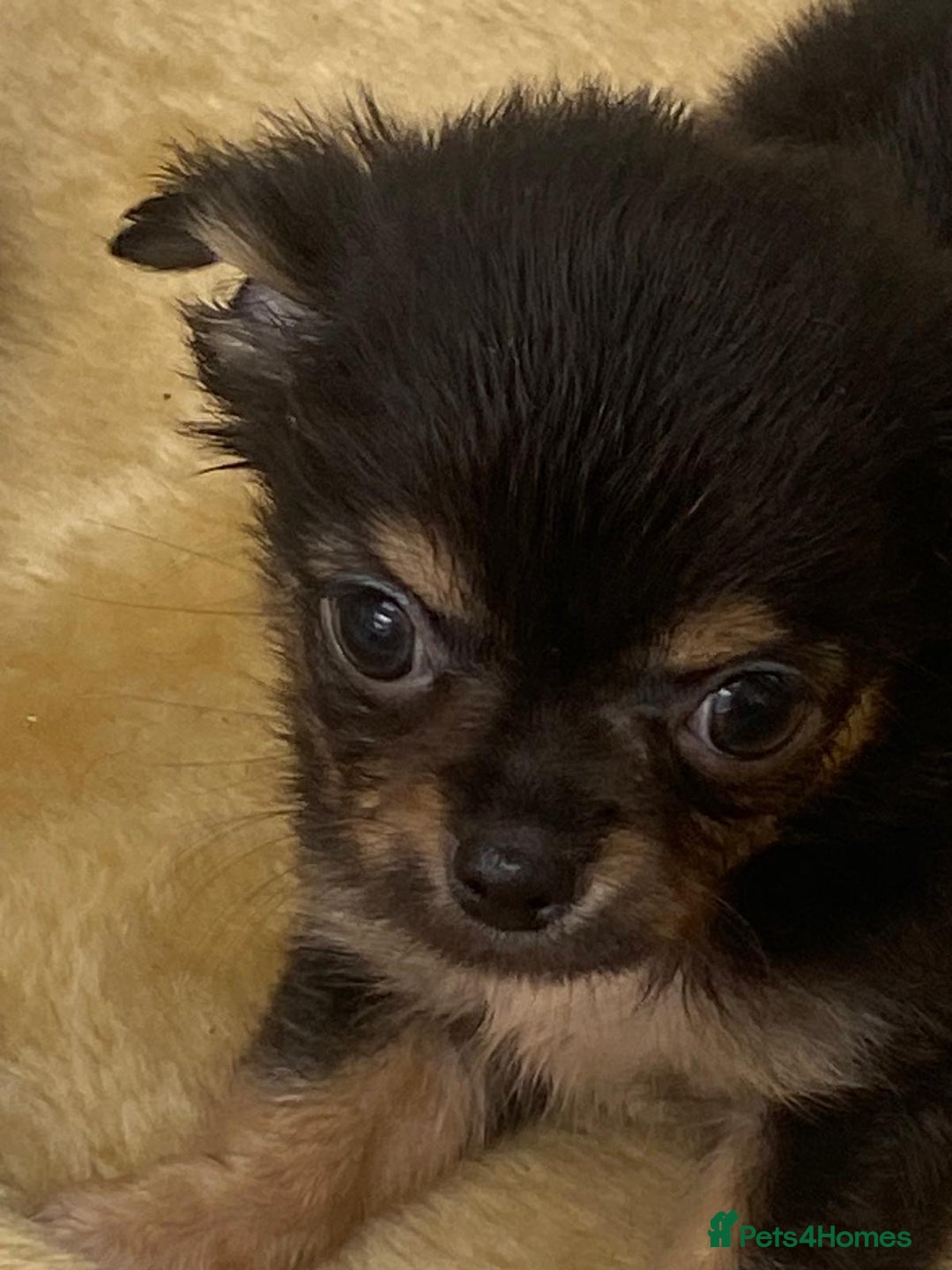Chihuahua dogs for sale: Micro chihuahua puppies  - Image 4