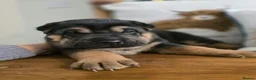 Mixed Breed dogs for sale: Shepard Peis - Advert 22