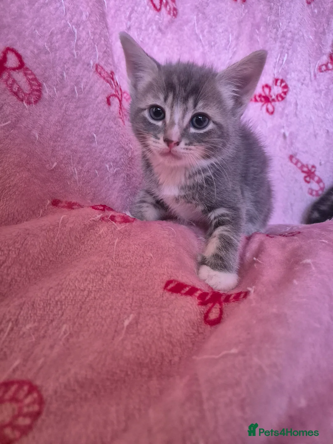 Arabian Mau cats for sale: Male kittens available  - Advert 1