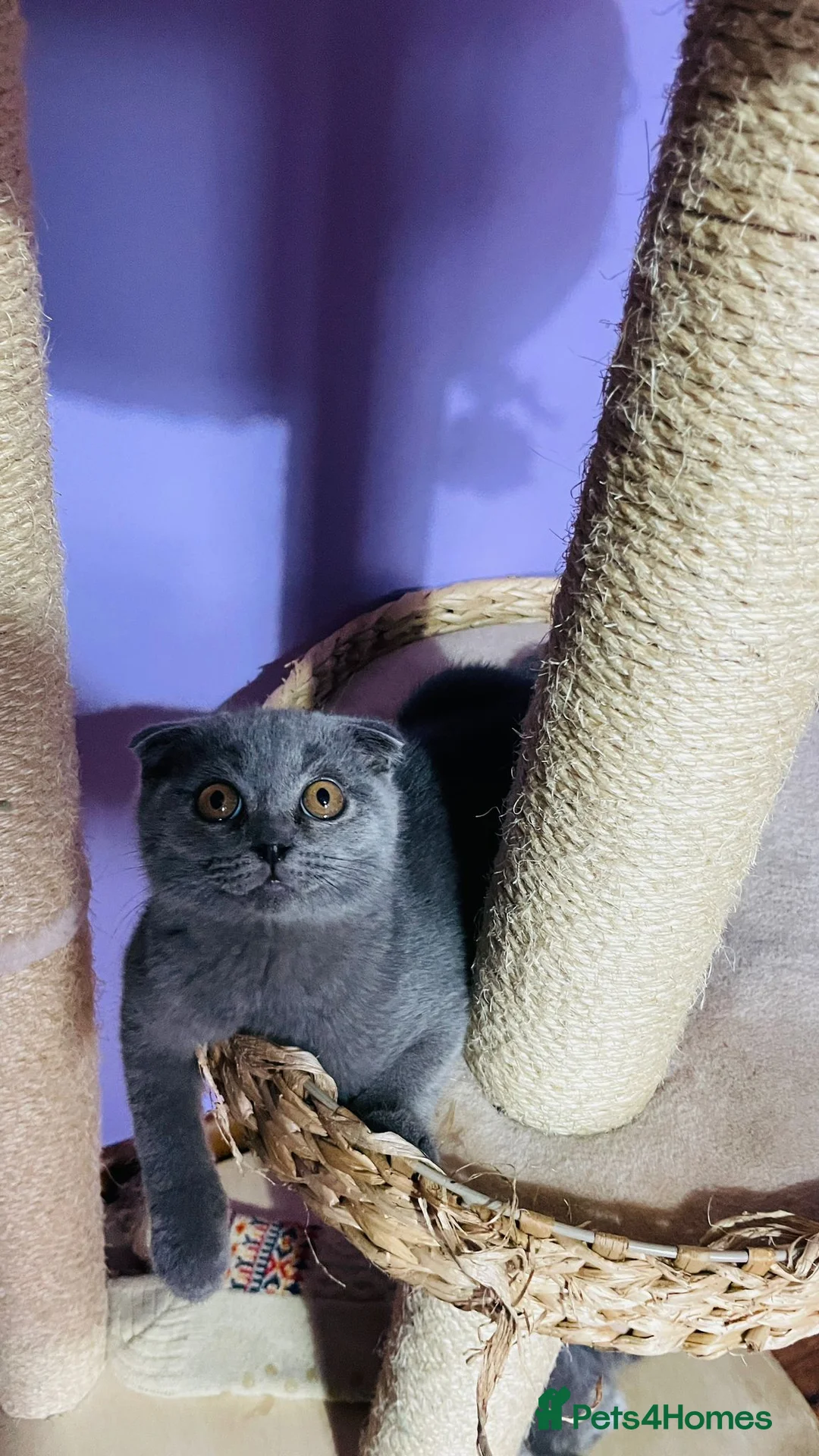 Scottish Fold cats for sale: Beautiful Blue Scottish Fold Boy - Advert 5