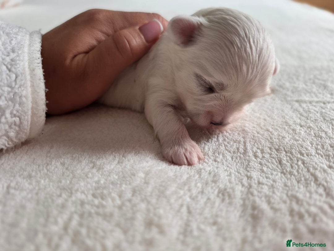 Maltese dogs for sale: Bichon Maltese - Image 16