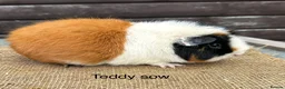 Guinea Pig rodents for sale: Guinea pigs - Advert 10