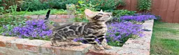 Bengal cats for sale: Bengal Kitten for Sale GCCF registered - Advert 7