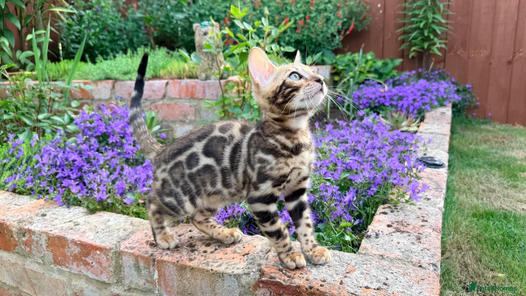 Bengal cats for sale: Bengal Kitten for Sale GCCF registered - Advert 7