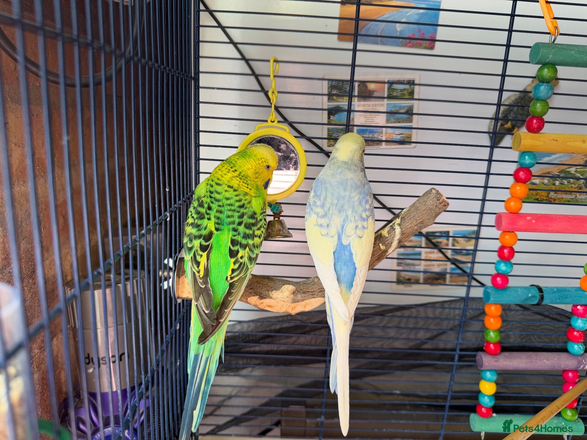 Budgerigars birds 2 beautiful budgies with cage/accessories - Advert 14