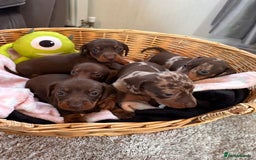 Dachshund dogs for sale: Beautiful Dachshund Puppies  - Image 3