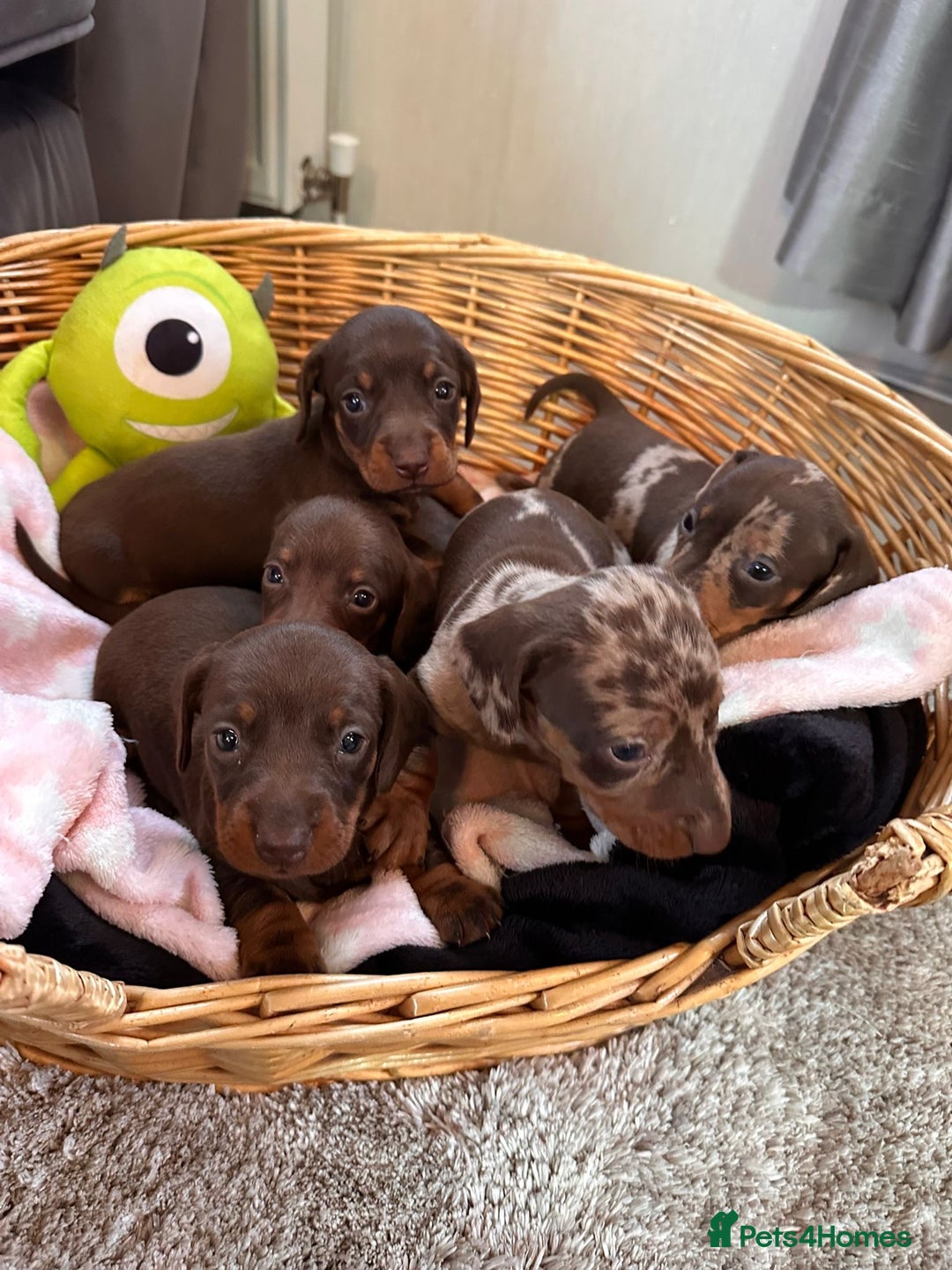 Dachshund dogs for sale: Beautiful Dachshund Puppies  - Image 3