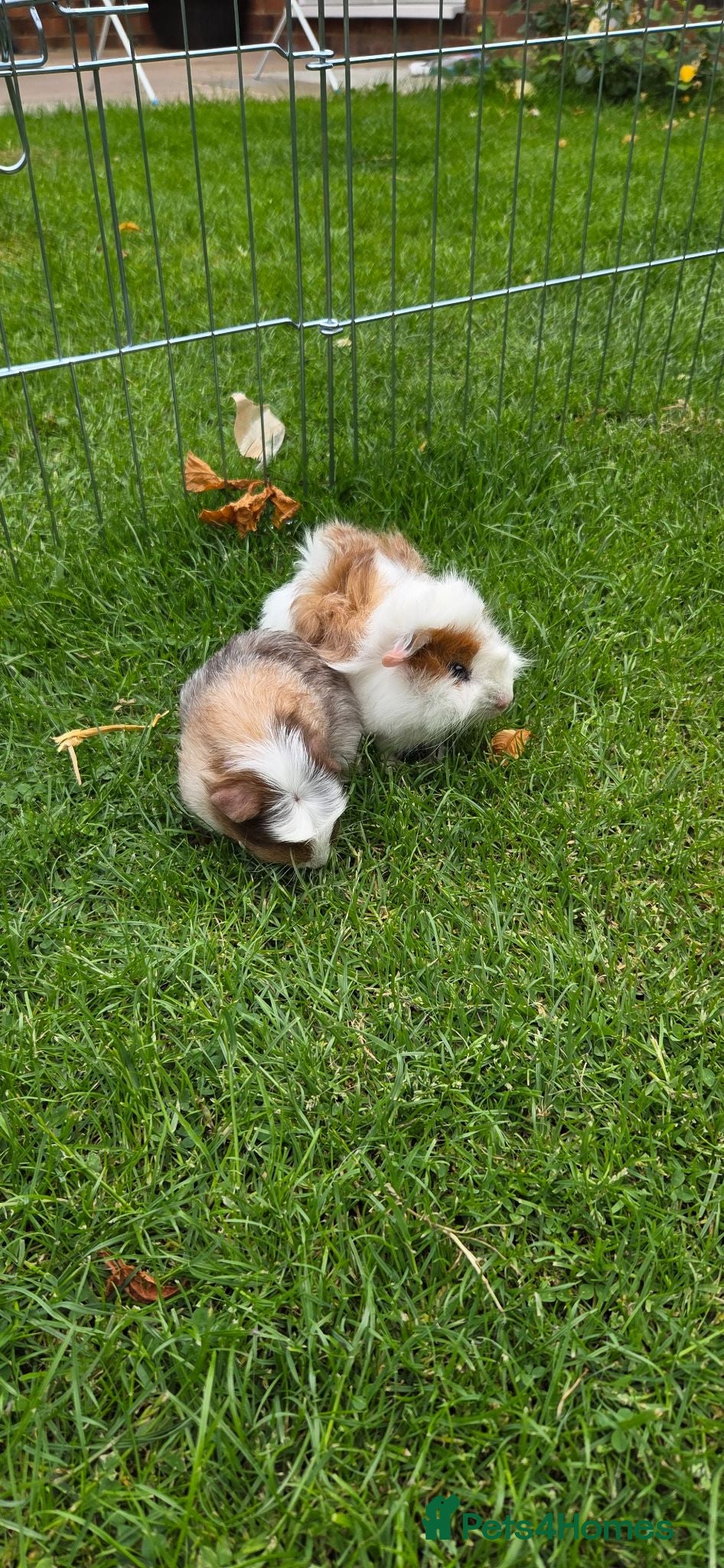 Guinea Pig rodents Two baby boy guniea pig babies for sale  - Advert 1