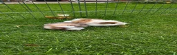Guinea Pig rodents for sale: Two baby boy guniea pig babies for sale  in Consett - Advert 1