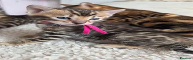 Pink collar girl