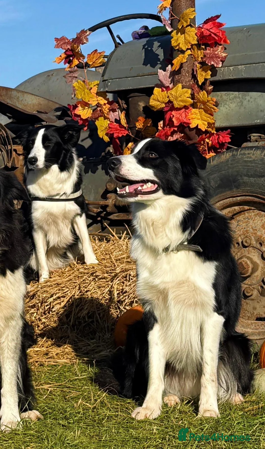 Border Collie dogs for stud: ISDS/KC Registered Border Collie for Stud in York - Advert 6