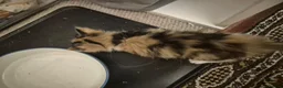 British Shorthair cats for sale: Beautiful kittens - Advert 10