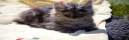 Maine Coon cats for sale: TICA Reg Black Smoke Maine Coon Kittens - Advert 11