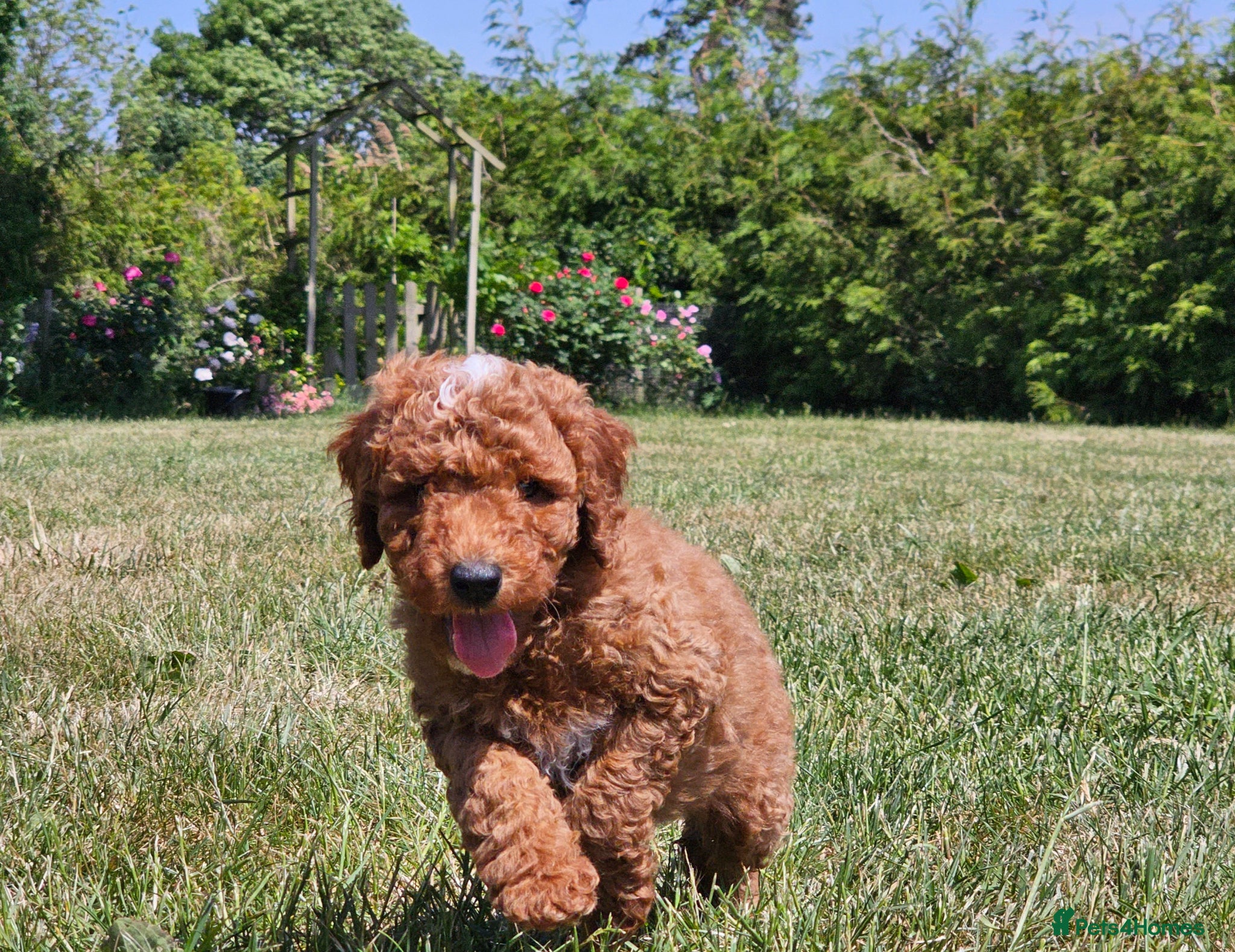 Australian Labradoodle dogs Ready to collect Full Australian Labradoodle pup - Advert 1
