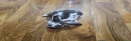 Mixed Breed rabbits for sale: Aslam  in Ilford - Advert 1