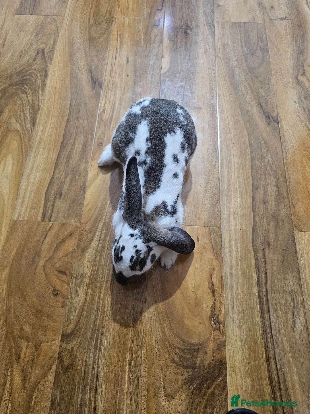 Mixed Breed rabbits for sale: Aslam  in Ilford - Advert 1