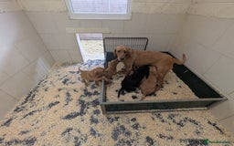 Labrador Retriever dogs for sale: Gorgeous Labrador Puppies for sale - Image 1