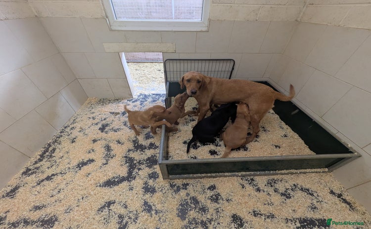 Labrador Retriever dogs - Advert 4
