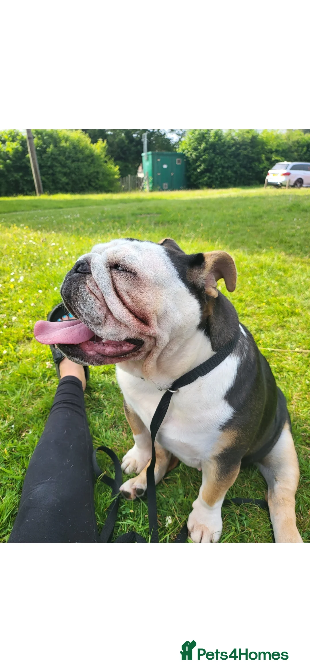 English Bulldog dogs for sale: Beautiful vera - Advert 4