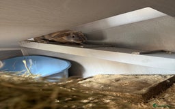 Beveren rabbits for sale: 2 female rabbits and hutch with accessories  - Image 2