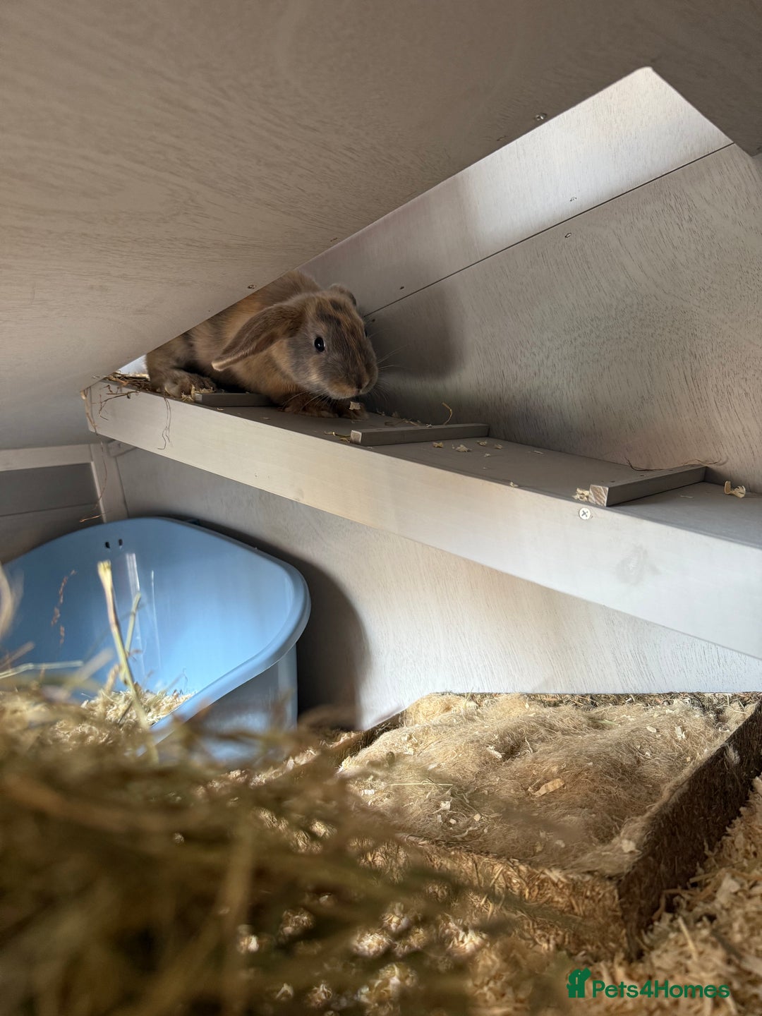Beveren rabbits for sale: 2 female rabbits and hutch with accessories  - Image 2